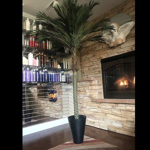 7 ft Palm Tree with 14 inch Black Veradek Planter - Idea Gallery
